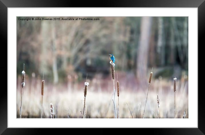  Kingfisher Framed Mounted Print by John Downes