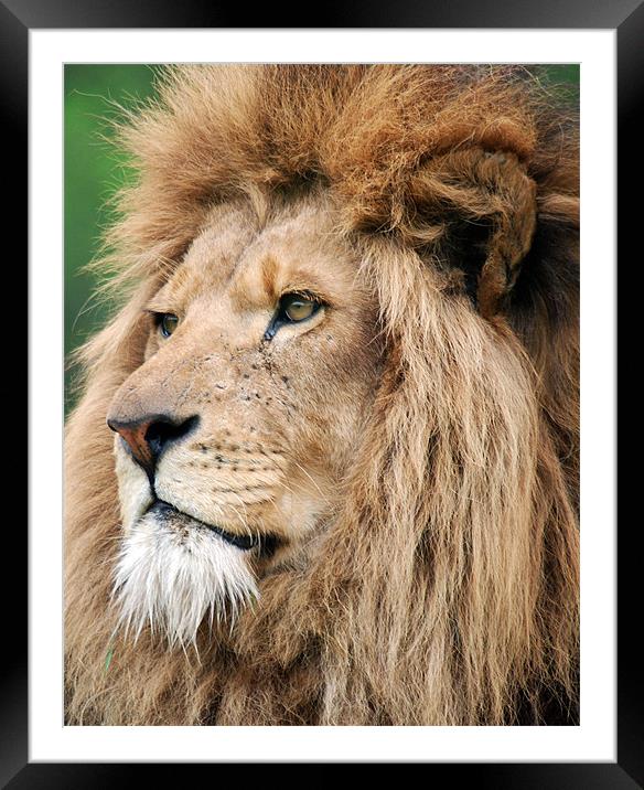 Lion Portrait Framed Mounted Print by Simon Marshall