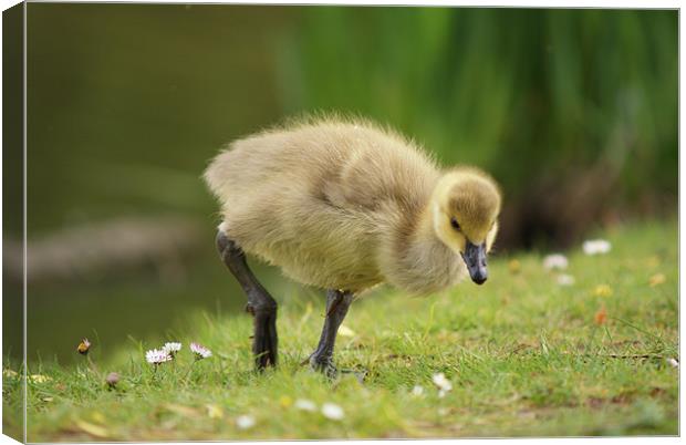 Young Canadian Gosling 2 Canvas Print by Dave Windsor