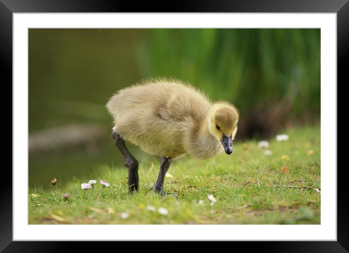 Young Canadian Gosling 2 Framed Mounted Print by Dave Windsor