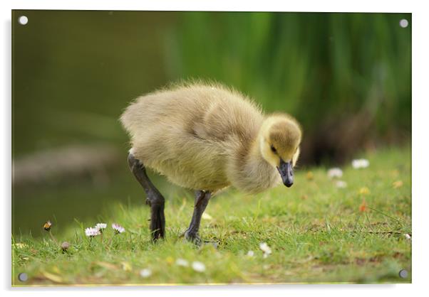 Young Canadian Gosling 2 Acrylic by Dave Windsor
