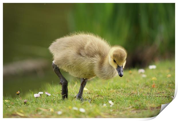 Young Canadian Gosling 2 Print by Dave Windsor
