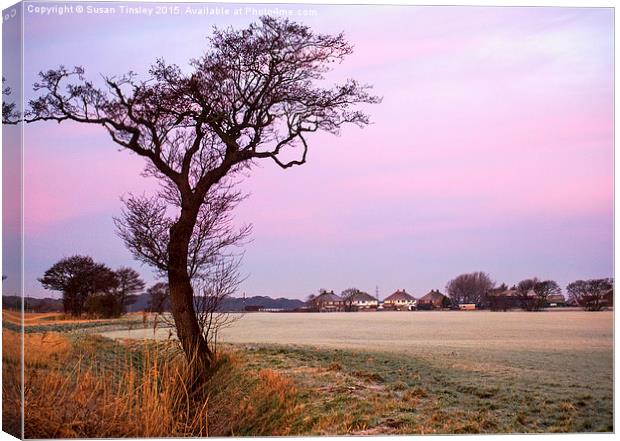 Curved tree Canvas Print by Susan Tinsley