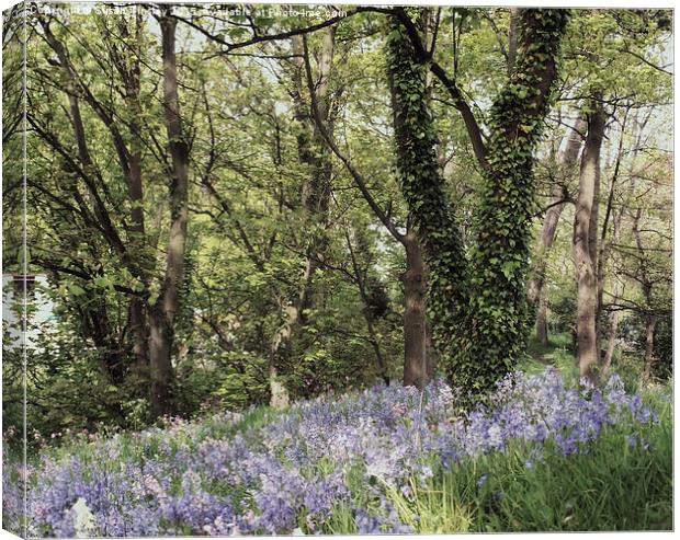 Dreams of bluebells Canvas Print by Susan Tinsley