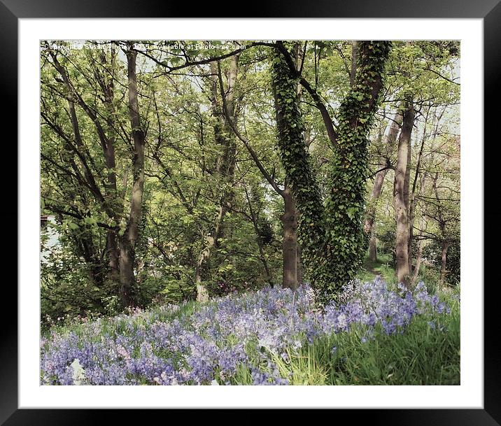 Dreams of bluebells Framed Mounted Print by Susan Tinsley