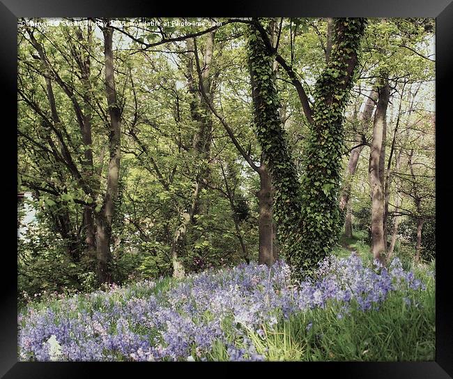 Dreams of bluebells Framed Print by Susan Tinsley