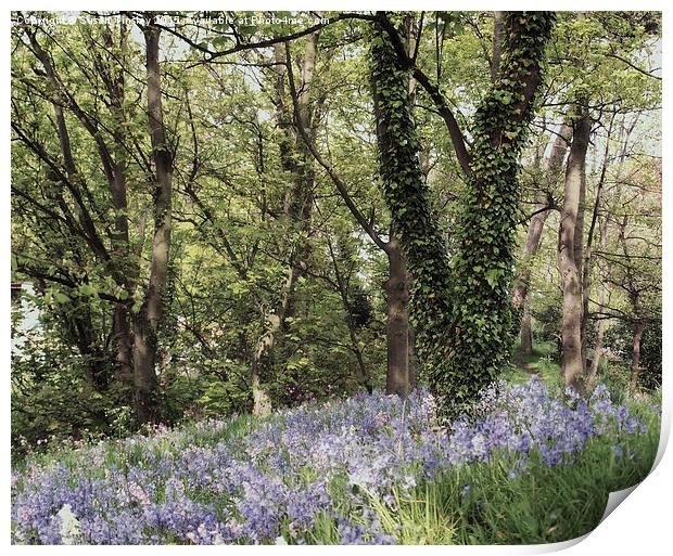 Dreams of bluebells Print by Susan Tinsley