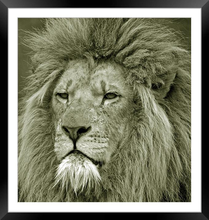 Lion Framed Mounted Print by Simon Marshall