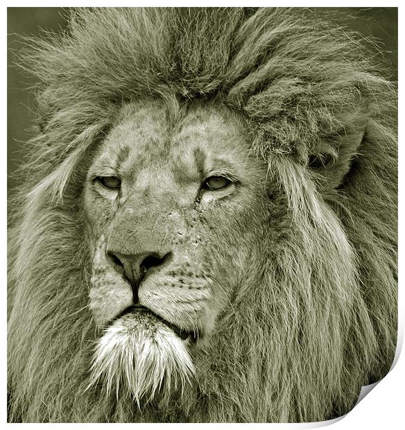 Lion Print by Simon Marshall