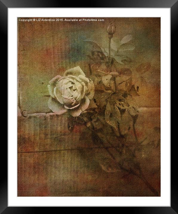  Vintage Rose Framed Mounted Print by LIZ Alderdice