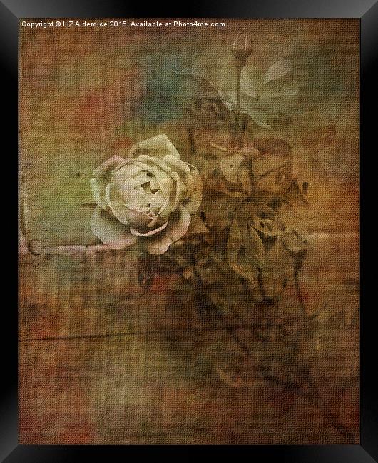  Vintage Rose Framed Print by LIZ Alderdice