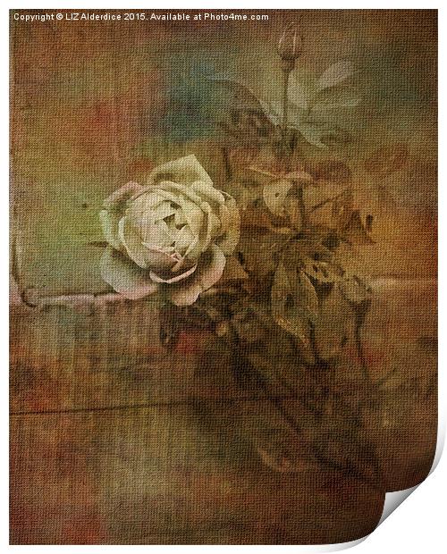  Vintage Rose Print by LIZ Alderdice