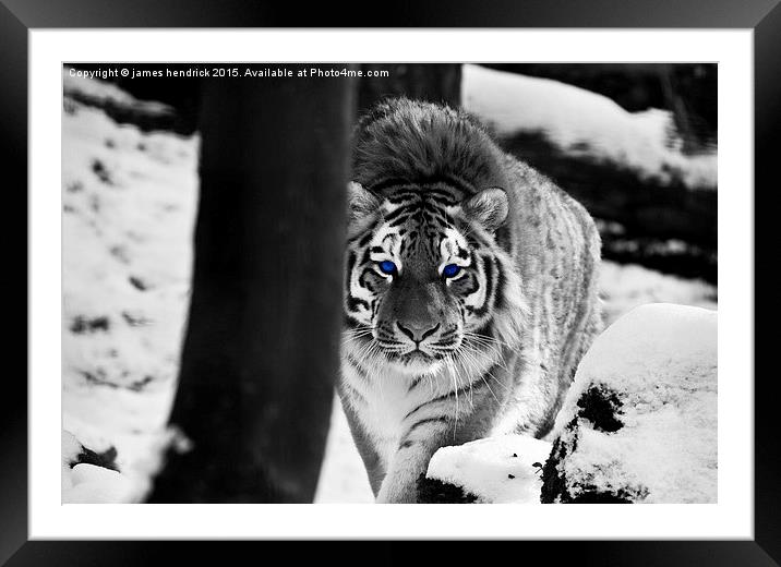 Tiger blue eyes Framed Mounted Print by james hendrick