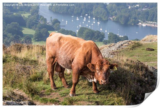  Luing Highland Cattle Print by Lee Wright