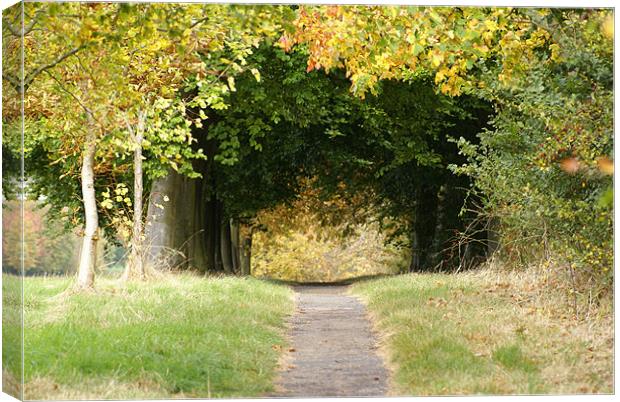 Woodland Walk in Autumn Canvas Print by Philip Bickerton