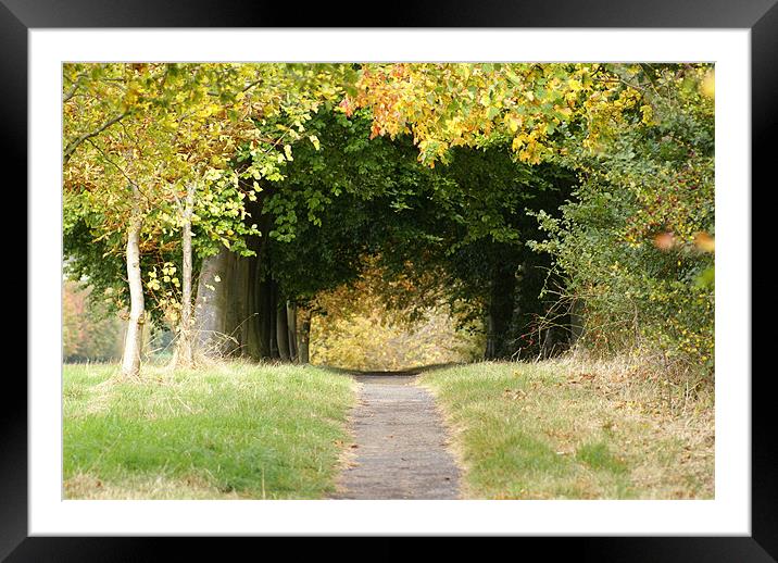 Woodland Walk in Autumn Framed Mounted Print by Philip Bickerton
