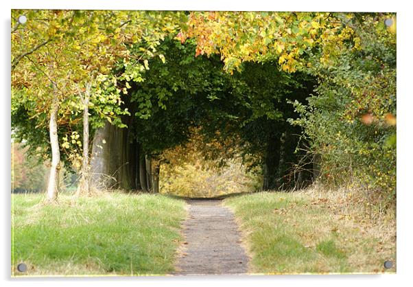 Woodland Walk in Autumn Acrylic by Philip Bickerton