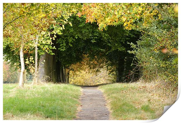 Woodland Walk in Autumn Print by Philip Bickerton