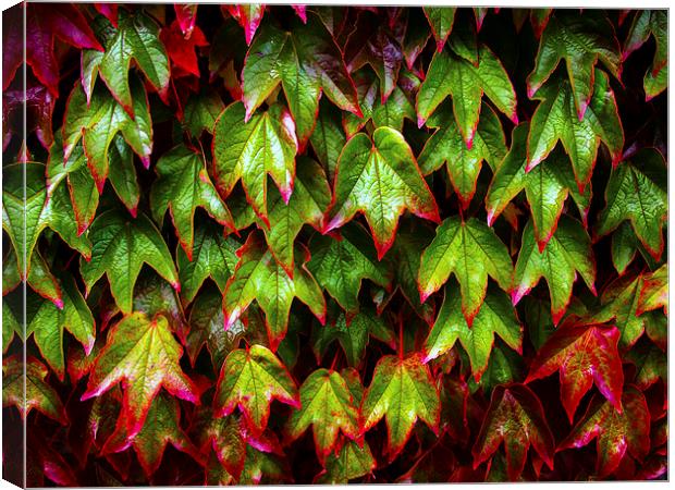 Ivy Canvas Print by Victor Burnside