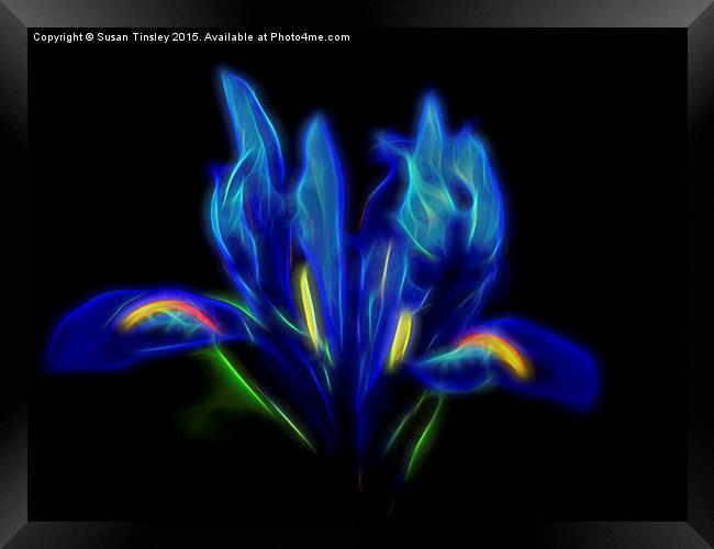  Blue Iris Framed Print by Susan Tinsley