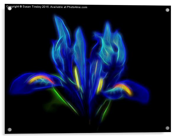  Blue Iris Acrylic by Susan Tinsley
