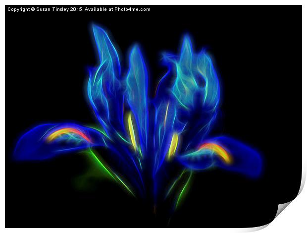  Blue Iris Print by Susan Tinsley