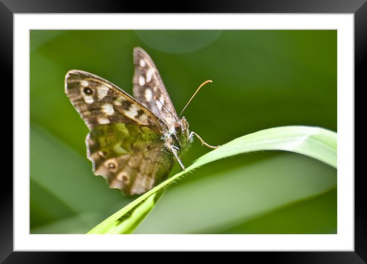 The Butterfly Framed Mounted Print by Brian Roscorla