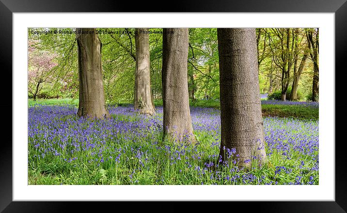 Spring Bluebells At Thorp Perow Framed Mounted Print by Richard Burdon