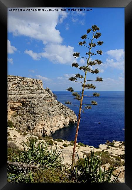  Blue Grotto Coast Malta  Framed Print by Diana Mower