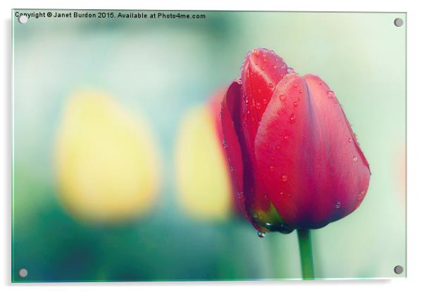 Spring Colour Acrylic by Janet Burdon