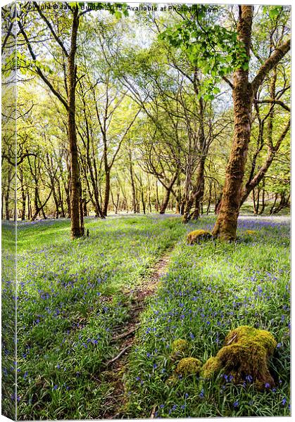  Bluebell woods, Isle of Mull Canvas Print by Janet Burdon