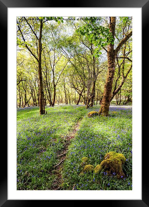  Bluebell woods, Isle of Mull Framed Mounted Print by Janet Burdon