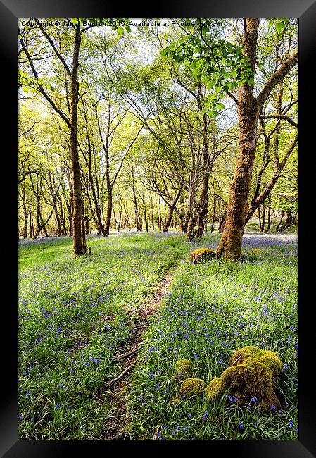  Bluebell woods, Isle of Mull Framed Print by Janet Burdon