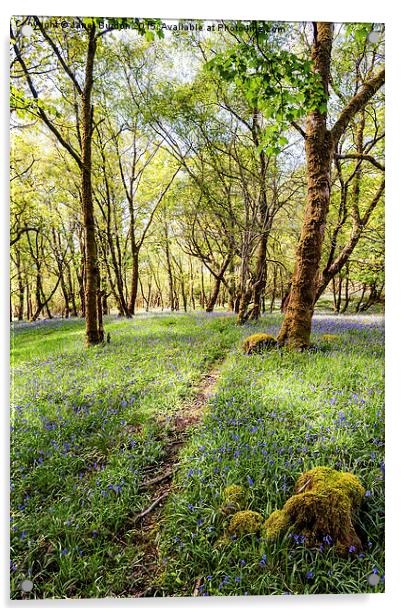  Bluebell woods, Isle of Mull Acrylic by Janet Burdon