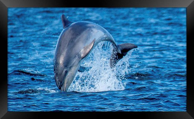  dolphin breaching Framed Print by stephen king