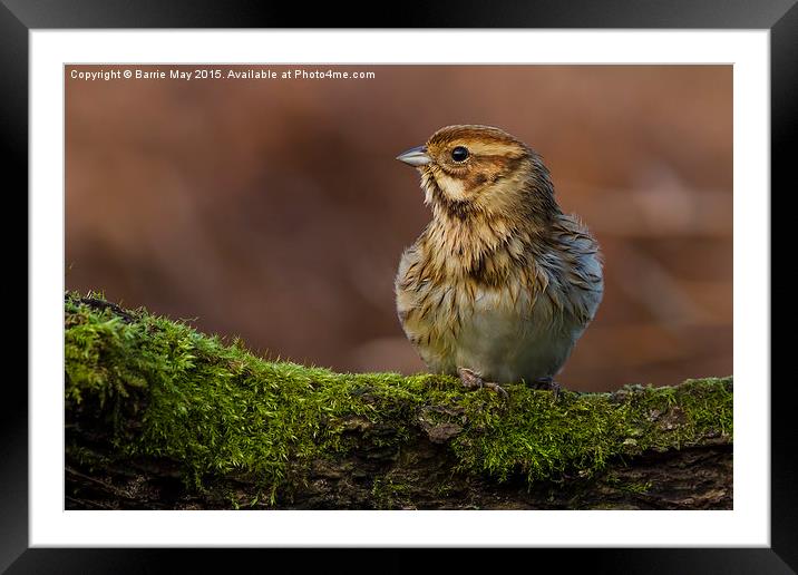 Reed Bunting, Post-Bath Framed Mounted Print by Barrie May