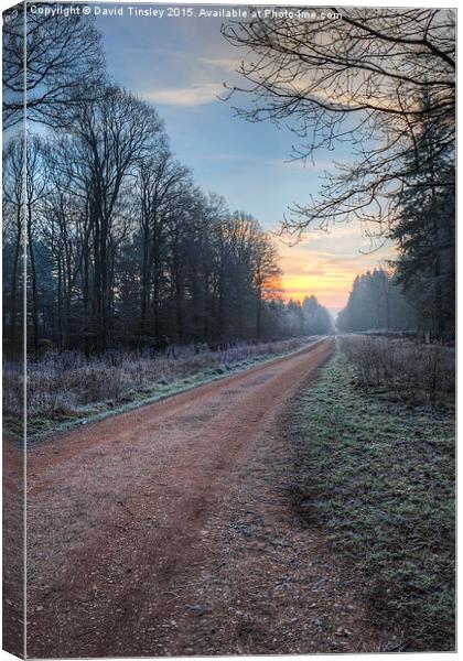  Forest Sunrise - I Canvas Print by David Tinsley