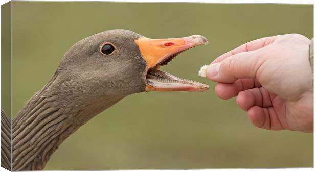  Biting the Hand the Feeds Canvas Print by Sue Dudley