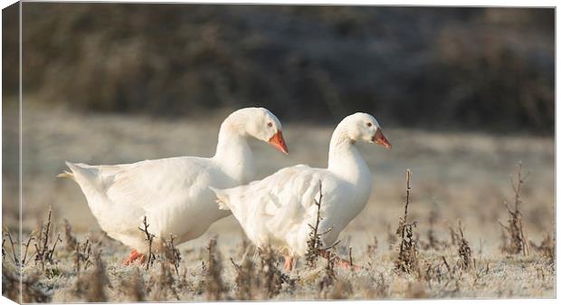  Winter Geese Canvas Print by Sue Dudley