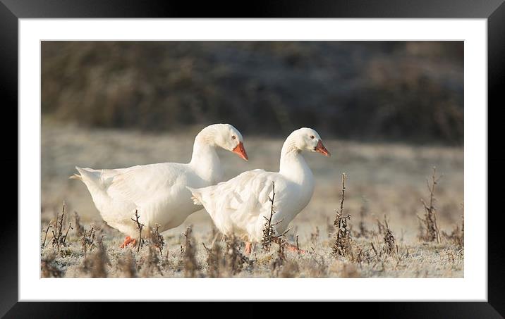  Winter Geese Framed Mounted Print by Sue Dudley