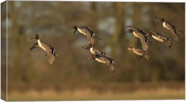  Pintail Ducks in Flight Canvas Print by Sue Dudley