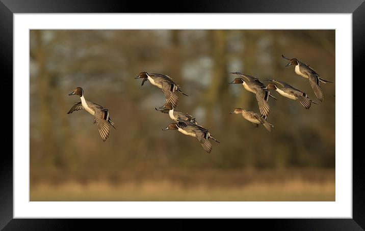  Pintail Ducks in Flight Framed Mounted Print by Sue Dudley