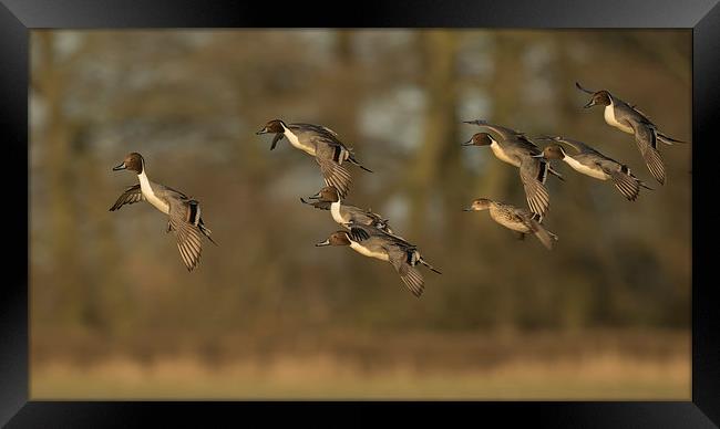  Pintail Ducks in Flight Framed Print by Sue Dudley