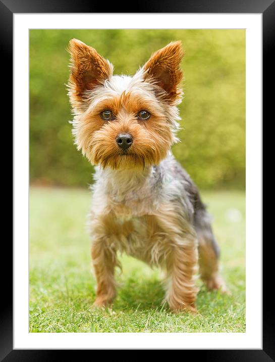  Yorkshire Terrier Framed Mounted Print by Sue Dudley