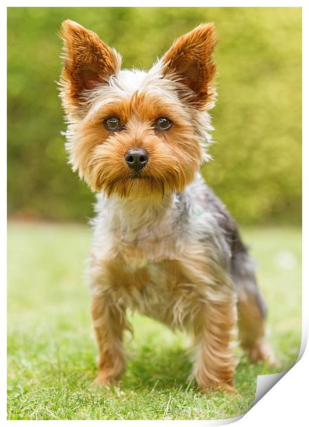  Yorkshire Terrier Print by Sue Dudley