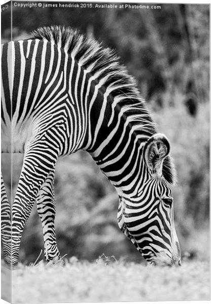 Grazing zebra Canvas Print by james hendrick
