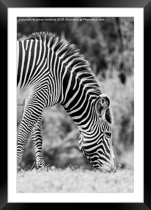 Grazing zebra Framed Mounted Print by james hendrick