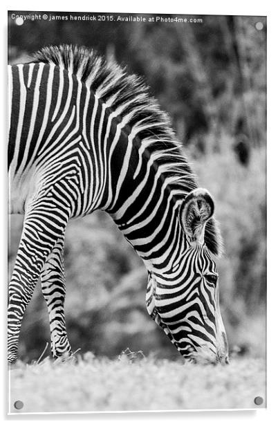 Grazing zebra Acrylic by james hendrick