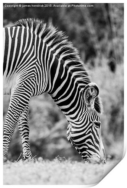 Grazing zebra Print by james hendrick