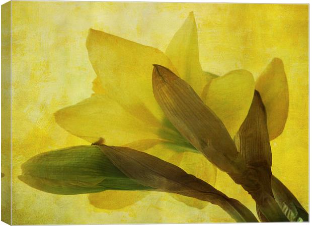  daffodil days Canvas Print by Heather Newton